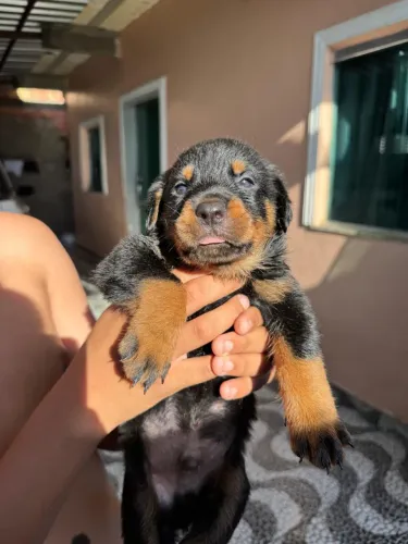 Filhotes de rottweiler