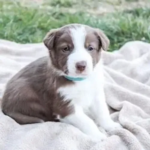 Border Collie,Border Collie Filhote Estrutura Perfeita Disponível