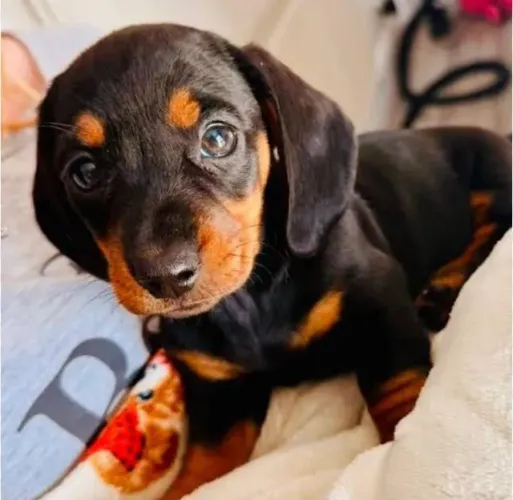 Basset Mini Dachshund Teckel Os Melhores Filhotes.