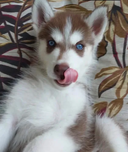 Filhotes de husky siberiano machos