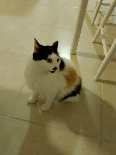 Doação de Gata Castrada.