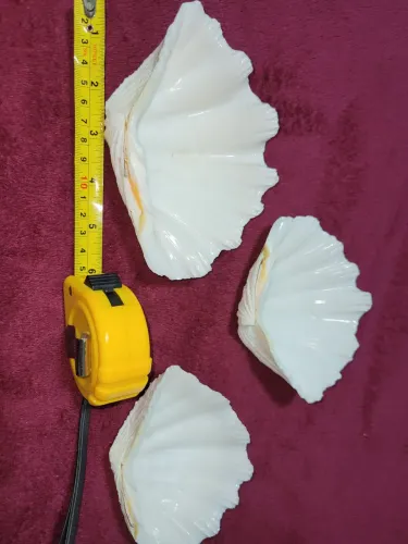 Conchas Hippopus hippopus conjunto 