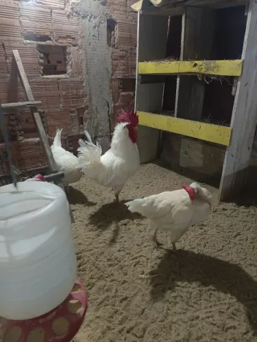 Galinhas e galo poedeiras legorne