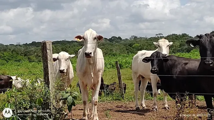 Fazenda 640 alqueires pronta no pasto no Pará por R$20 milhões