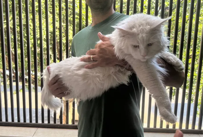 Filhote de Gato Maine Coon