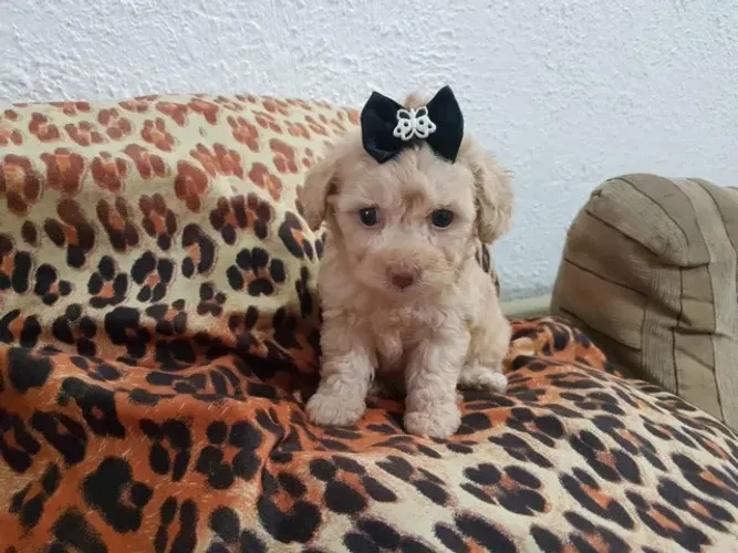 Poodle toy filhotes maravilhosos, garantial total de saúde