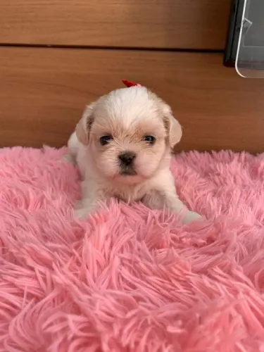 Lhasa Apso Pequeno Fêmea Linda e Cheia de Carisma