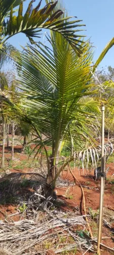 Coco anão  620 reais