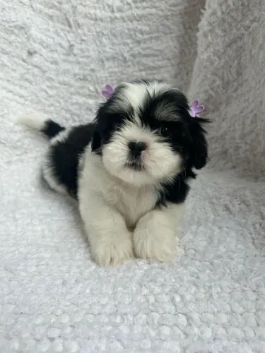 Filhote Shih Tzu, esse filhotinho pode se tornar o amor da sua vida!