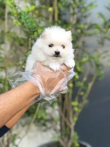 Spitz Alemão, padrão urso e raposa anões, chamar no what's ou ligue *