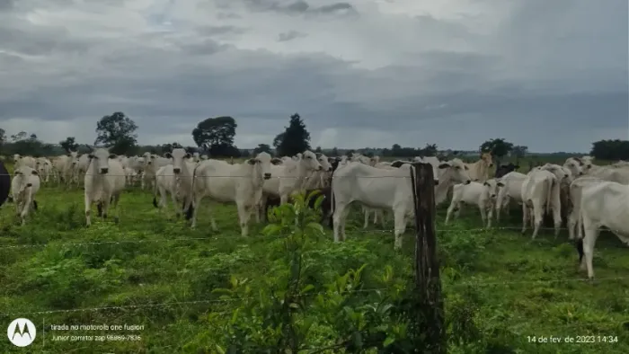 760 hectares porteira fechada no Maranhão R$ 11 milhões