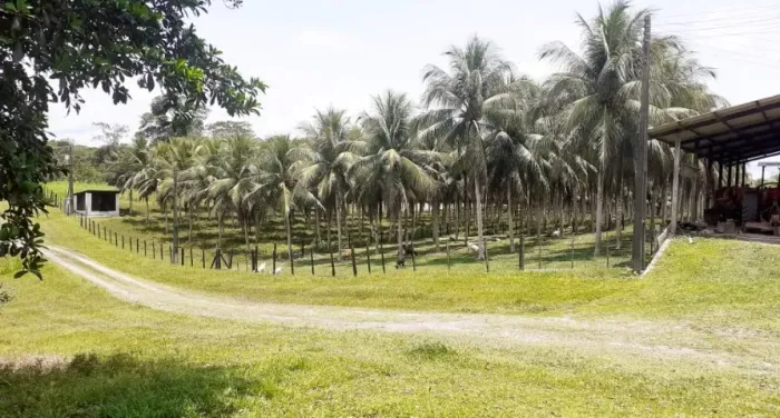 Fazenda 2.500 x 5.000 BR 174 KM 50 7.000.000
