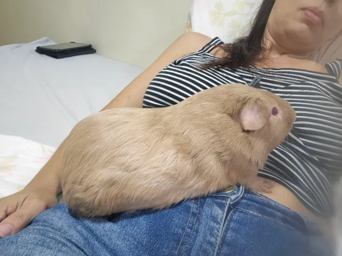 PORQUINHO INGLÊS IMPORTADO 