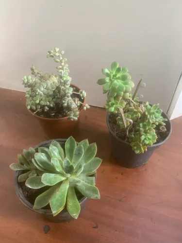 Suculentas e um cacto