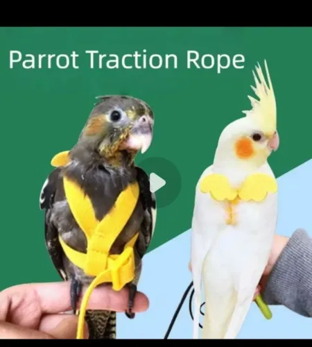 Coleira para pássaros