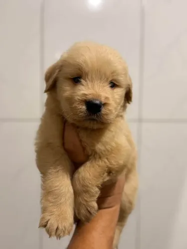 Filhotes de Golden Retriever disponíveis