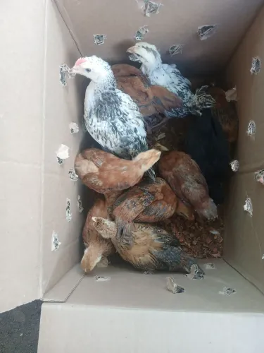 Vendo 11 pintinhas poedeiras embrapa 051 com 2 meses de vida. 30 reias a unidade. 