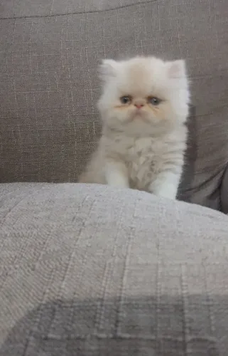 Filhote gato PERSA disponível 