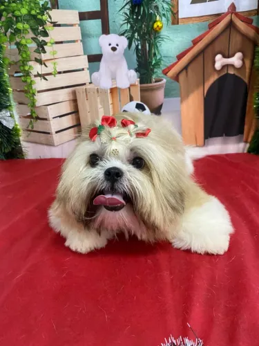 Preciso Shitzu macho pra namorar 