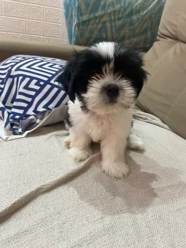 Cachorro Shitzu 700$