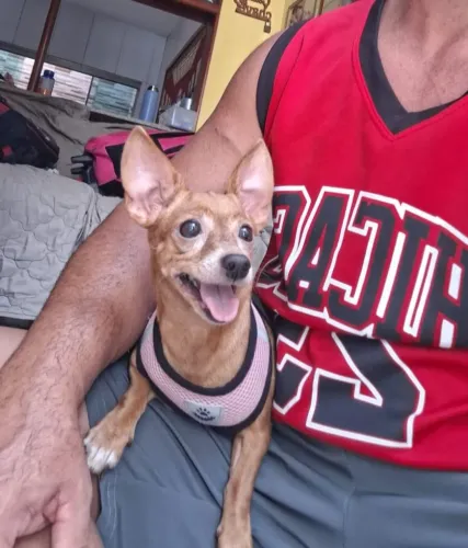 Vendo pincher 1 amo de idade