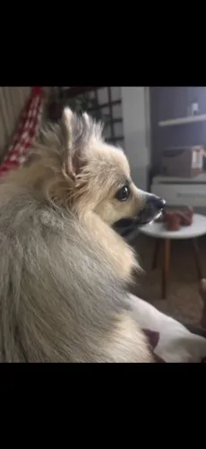 Título: Spitz, 1 ano e meio, vacinação em dia