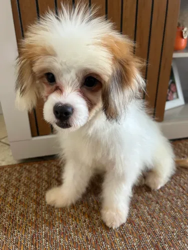 Filhote cristã chinês macho 5 meses 