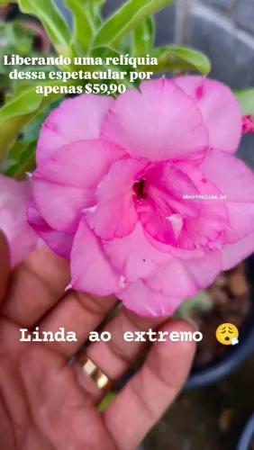 Rosa do deserto rara