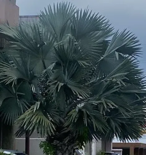 Palmeira azul