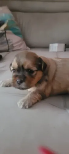Shitzu filhote