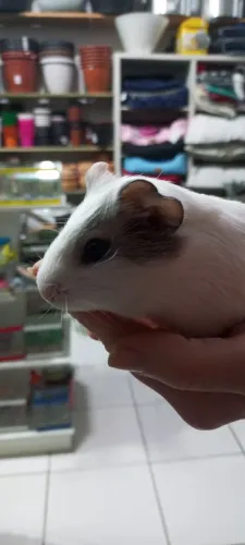 Porquinhos da índia