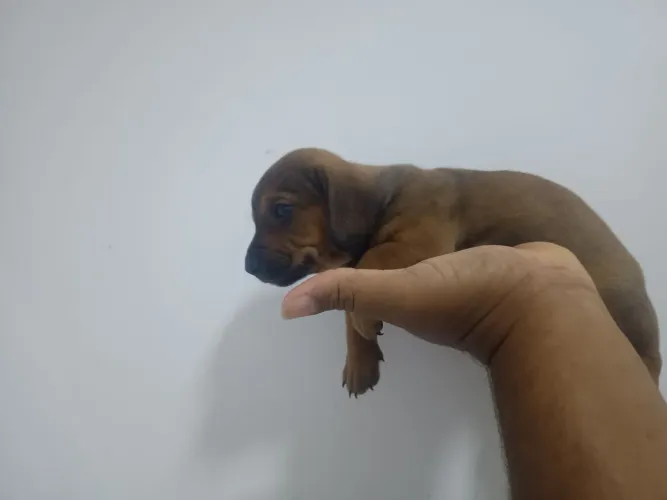 Vendo lindos filhotes de Basset macho vermífugados pronto pra entrega 