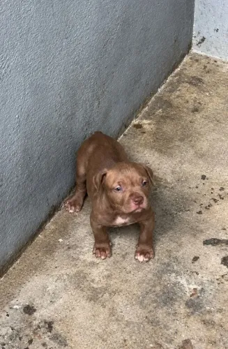 PITMONSTER/BRAZILIAN BULL
