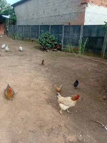 Vendo 6 galinha Nagasaki, um galo Nagasaki e um polones 500 tudo