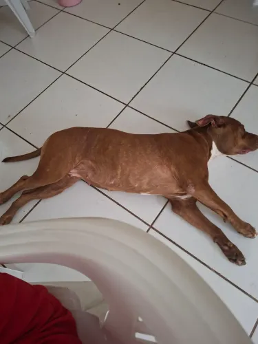 Animais de estimacão