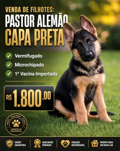 Pastor Alemão Peludo Alto Padrão