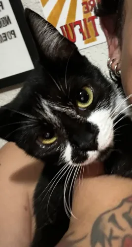 Doa se gata castrada
