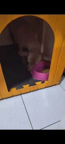 Casinha para cachorro grande