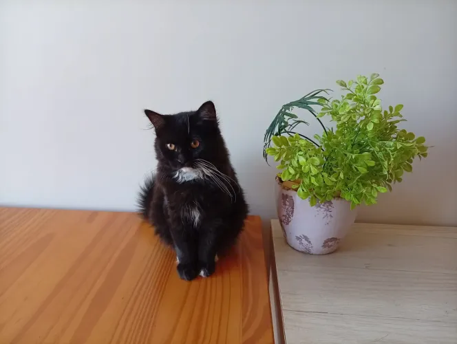 Doação de 2 gatinhos filhotes, 4 meses, criados em apartamento