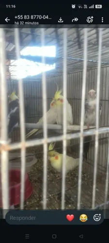 Vendo gaiola com um lote