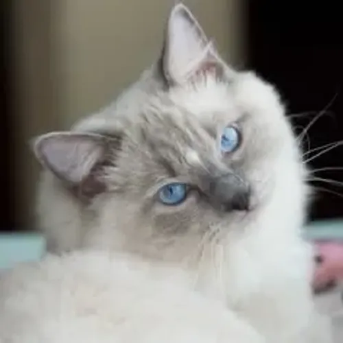 Fêmea de Ragdoll