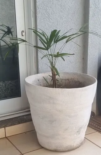 Vaso