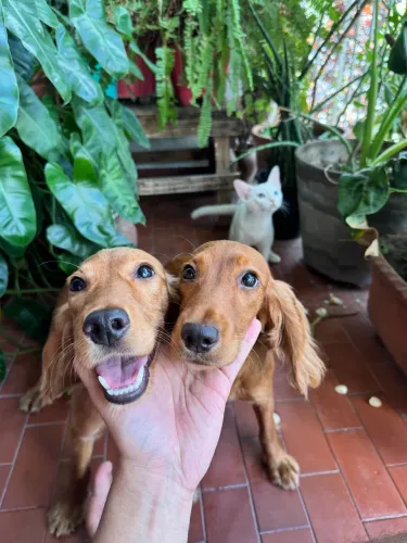 Filhotes de Cocker Spaniel inglês!