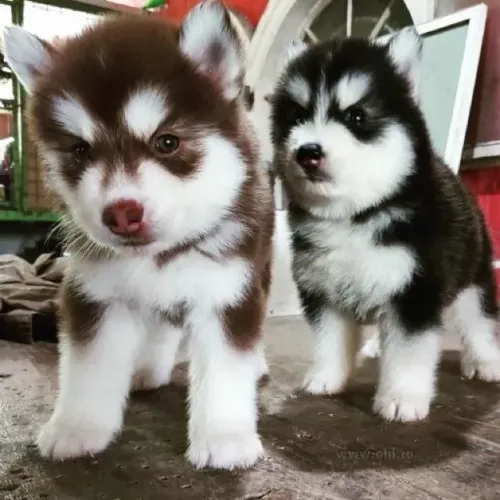 Husky siberiano fofo e brincalhao