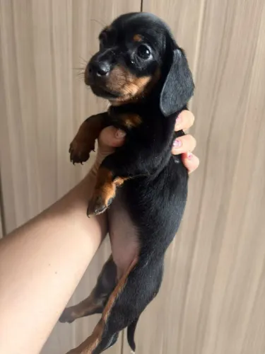 Filhotes ds Dachshund