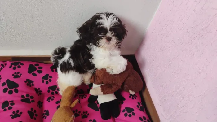 Cachorro Shitzu 