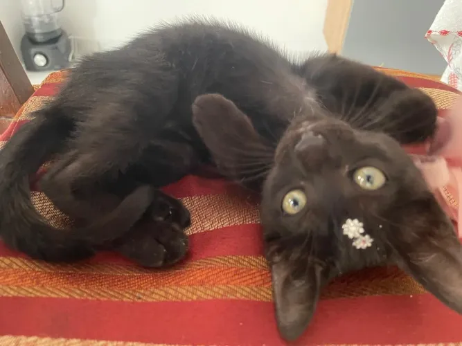 DOAÇÃO GATINHA