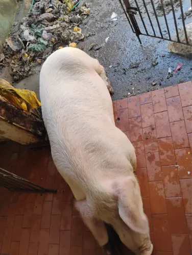 Vendo porco + de 170kg