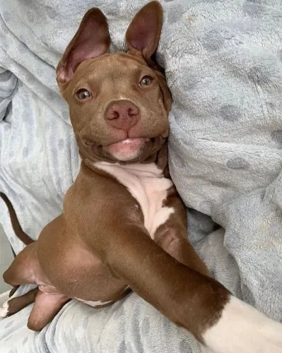 Pitbull Companhia que traz equilíbrio