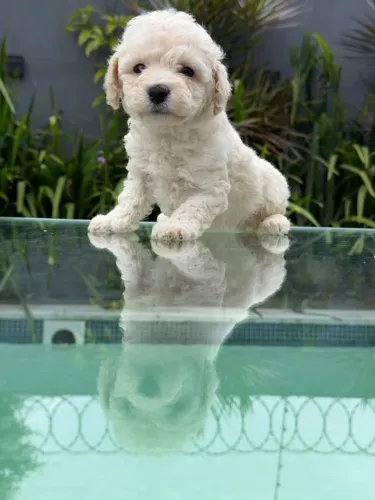 Poodle